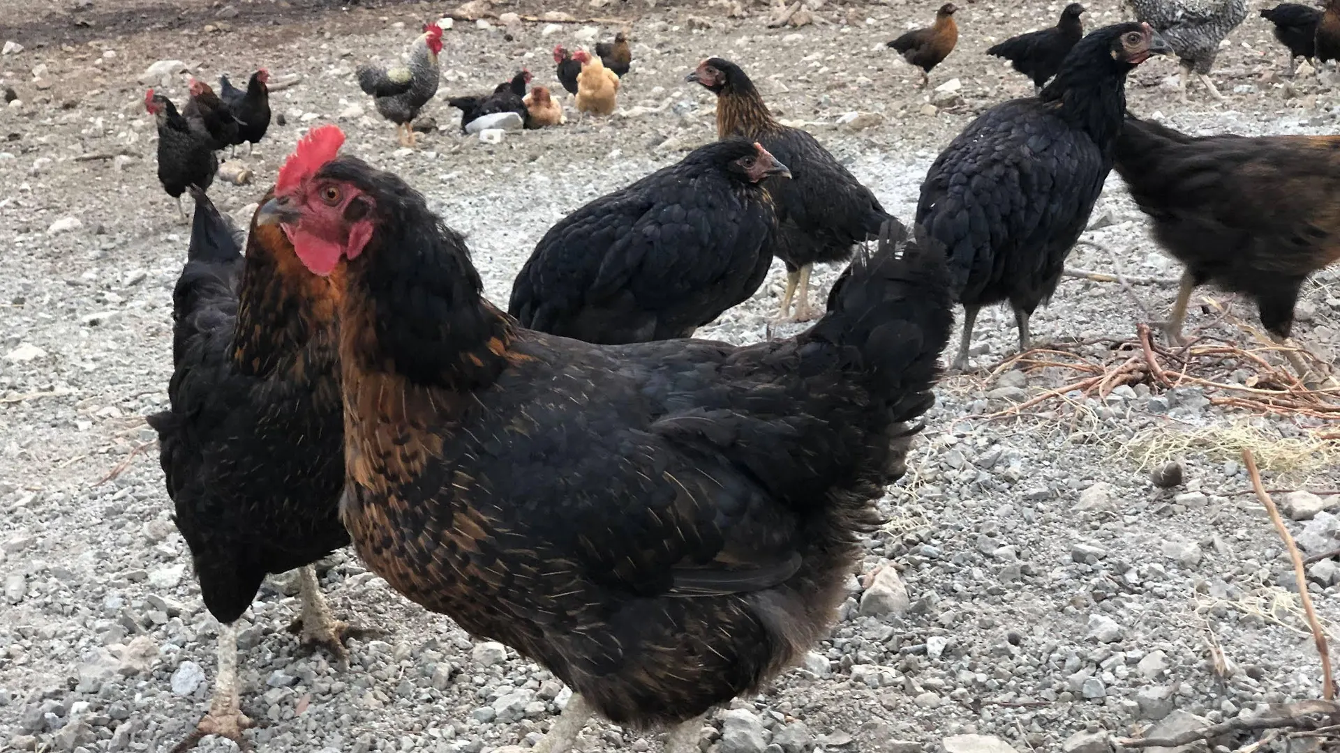 Durusu Ciftlik Evleri Hotel Datca Turkey